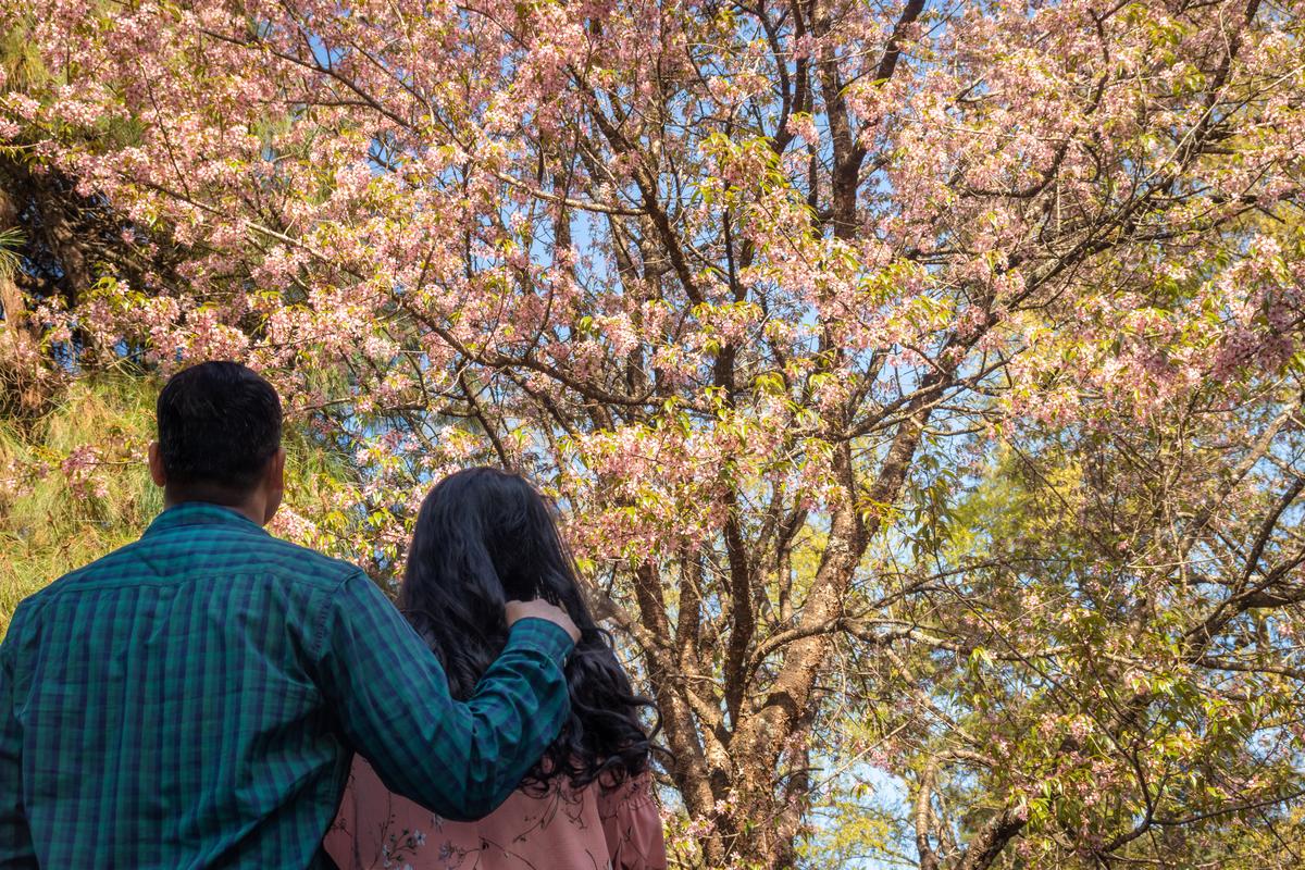 young couple watching cherry blossom flowers at afternoon from low angles image is taken at shillong meghalaya india.