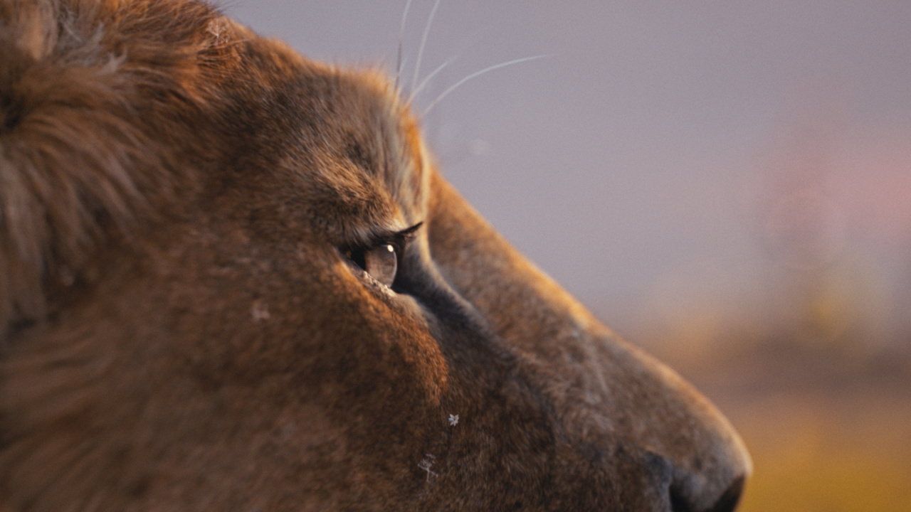 Mufasa (voiced by Aaron Pierre) in Disney’s live-action 'Mufasa: The Lion King'. Photo courtesy of Disney. © 2024 Disney Enterprises Inc. All Rights Reserved.